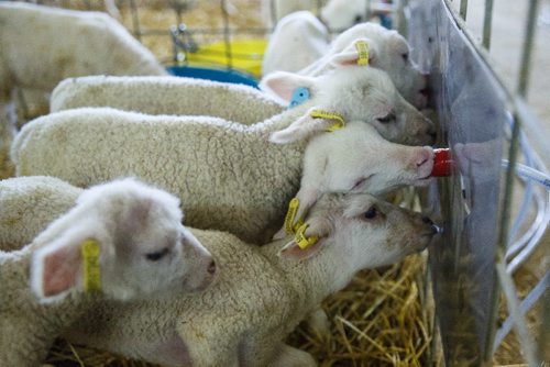 MIKE DEAL / WINNIPEG FREE PRESS
Long-time sheep farmer Pat Smith is taking sheep farming to a whole new level in Canada. Partnering with a company from New Zealand his operation south of Steinbach has already grown to be the largest in North America, and they are looking to double their capacity in five years.
170831 - Thursday, August 31, 2017.