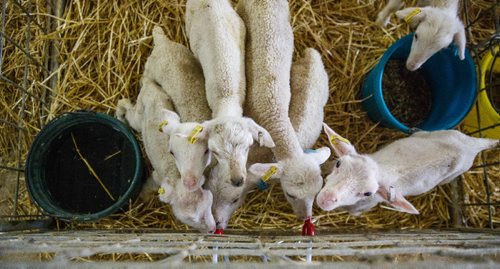 MIKE DEAL / WINNIPEG FREE PRESS
Long-time sheep farmer Pat Smith is taking sheep farming to a whole new level in Canada. Partnering with a company from New Zealand his operation south of Steinbach has already grown to be the largest in North America, and they are looking to double their capacity in five years.
170831 - Thursday, August 31, 2017.