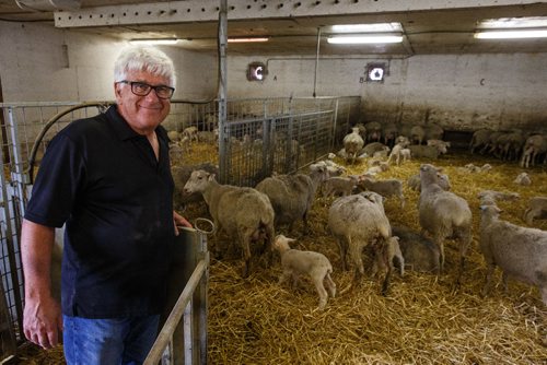 MIKE DEAL / WINNIPEG FREE PRESS
Long-time sheep farmer Pat Smith is taking sheep farming to a whole new level in Canada. Partnering with a company from New Zealand his operation south of Steinbach has already grown to be the largest in North America, and they are looking to double their capacity in five years.
170831 - Thursday, August 31, 2017.