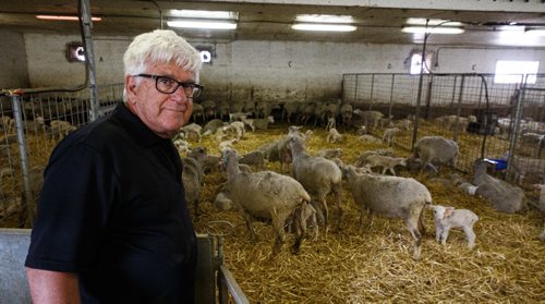 MIKE DEAL / WINNIPEG FREE PRESS
Long-time sheep farmer Pat Smith is taking sheep farming to a whole new level in Canada. Partnering with a company from New Zealand his operation south of Steinbach has already grown to be the largest in North America, and they are looking to double their capacity in five years.
170831 - Thursday, August 31, 2017.