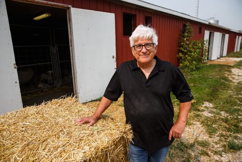 MIKE DEAL / WINNIPEG FREE PRESS
Long-time sheep farmer Pat Smith is taking sheep farming to a whole new level in Canada. Partnering with a company from New Zealand his operation south of Steinbach has already grown to be the largest in North America, and they are looking to double their capacity in five years.
170831 - Thursday, August 31, 2017.