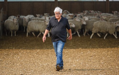 MIKE DEAL / WINNIPEG FREE PRESS
Long-time sheep farmer Pat Smith is taking sheep farming to a whole new level in Canada. Partnering with a company from New Zealand his operation south of Steinbach has already grown to be the largest in North America, and they are looking to double their capacity in five years.
170831 - Thursday, August 31, 2017.