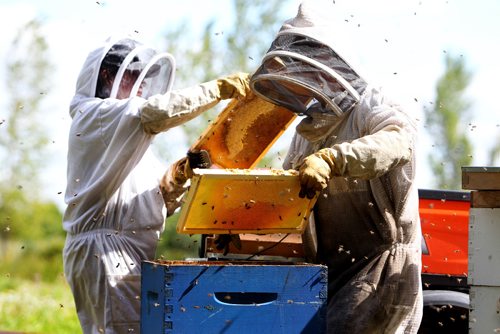 RUTH BONNEVILLE  /  WINNIPEG FREE PRESS 

Standup photo 
Beekeepers Katheryn MacKenzie (left) and Danielle Mondor pull honey supers, (hive frames that slide into boxes that allow the beekeeper to collect honey), filled with honey for the last time this  season at FortWhyte's Market Garden Tuesday afternoon.  The market is open to the public at FortWhyte every  Tuesday selling fresh garden vegetables and honey produced at their Garden.  This fresh crop of honey will be available to purchase at the market Thanksgiving weekend.

Standup photo 
Sept  05, 2017
