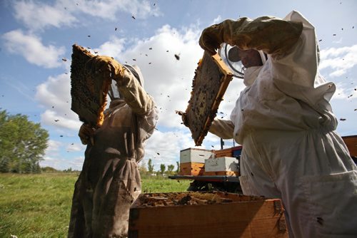 RUTH BONNEVILLE  /  WINNIPEG FREE PRESS 

Standup photo 
Beekeepers Katheryn MacKenzie (righ) and Danielle Mondor pull honey supers, (hive frames that slide into boxes that allow the beekeeper to collect honey), filled with honey for the last time this  season at FortWhyte's Market Garden Tuesday afternoon.  The market is open to the public at FortWhyte every  Tuesday selling fresh garden vegetables and honey produced at their Garden.  This fresh crop of honey will be available to purchase at the market Thanksgiving weekend.

Standup photo 
Sept  05, 2017
