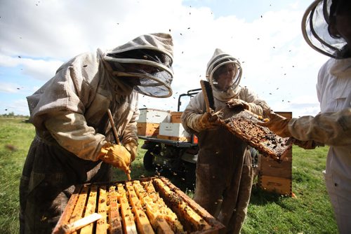 RUTH BONNEVILLE  /  WINNIPEG FREE PRESS 

Standup photo 
Beekeepers Katheryn MacKenzie (left), Heather Skrypnyk  and Danielle Mondor ( half out of frame in whiter suit) pull honey supers, (hive frames that slide into boxes that allow the beekeeper to collect honey), filled with honey for the last time this  season at FortWhyte's Market Garden Tuesday afternoon.  The market is open to the public at FortWhyte every  Tuesday selling fresh garden vegetables and honey produced at their Garden.  This fresh crop of honey will be available to purchase at the market Thanksgiving weekend.

Standup photo 
Sept  05, 2017
