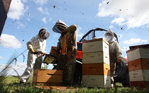 RUTH BONNEVILLE  /  WINNIPEG FREE PRESS 

Standup photo 
Beekeepers Katheryn MacKenzie (left), Heather Skrypnyk  and Danielle Mondor ( in whiter suit) pull honey supers, (hive frames that slide into boxes that allow the beekeeper to collect honey), filled with honey for the last time this  season at FortWhyte's Market Garden Tuesday afternoon.  The market is open to the public at FortWhyte every  Tuesday selling fresh garden vegetables and honey produced at their Garden.  This fresh crop of honey will be available to purchase at the market Thanksgiving weekend.

Standup photo 
Sept  05, 2017
