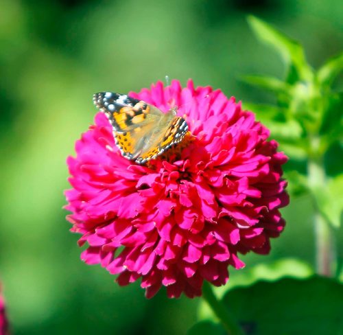 BORIS MINKEVICH / WINNIPEG FREE PRESS
St. Vital resident Rick Hisco photographed some butterflies in the flower gardens at St. Vital Park. He posts his nature photos on Instagram under @Rickphotoz. This is one of the butterflies that he was focusing on. Sept. 7, 2017