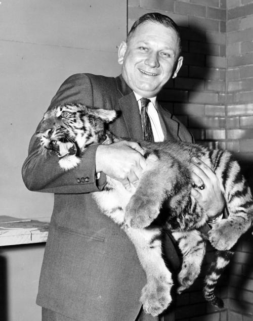 Winnipeg Free Press Archives
January 14, 1959
(original caption): Mayor Stephen Juba can handle him now, but Winnipeg's young tiger cub still needs a home of his own. By entering the Free Press Name That Tiger contest, and sending in a $1 donation towards a tiger house, you could win a chunk of the $250 in prize money offered by the Free Press.