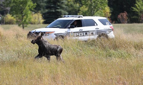 TREVOR HAGAN / WINNIPEG FREE PRESS
Winnipeg Police and the department of fisheries try to contain a moose near the corner of Pembina at Chancellor Matheson, Saturday, September 9, 2017.