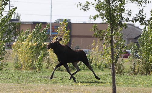 TREVOR HAGAN / WINNIPEG FREE PRESS
Winnipeg Police and the department of fisheries try to contain a moose near the corner of Pembina at Chancellor Matheson, Saturday, September 9, 2017.