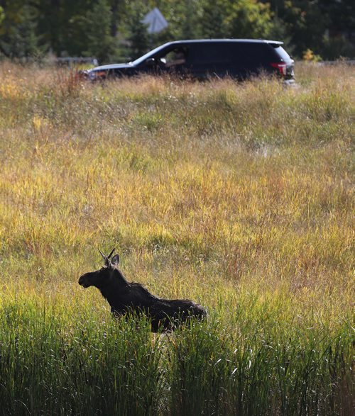 TREVOR HAGAN / WINNIPEG FREE PRESS
Winnipeg Police and the department of fisheries try to contain a moose near the corner of Pembina at Chancellor Matheson, Saturday, September 9, 2017.