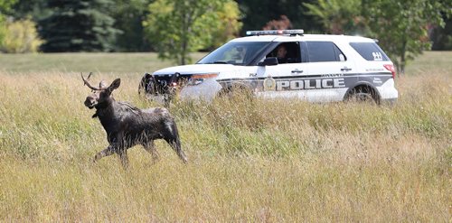 TREVOR HAGAN / WINNIPEG FREE PRESS
Winnipeg Police and conservation officers try to contain a moose near the corner of Pembina at Chancellor Matheson, Saturday, September 9, 2017.