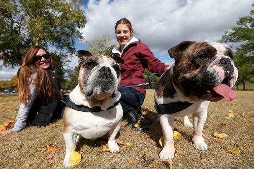JOHN WOODS / WINNIPEG FREE PRESS
Ronni Harris and her daughter Kamiele Dziadek with their bulldogs Lil Buddy and Django at The Bulldog Picnic at La Barriere Park Sunday, September 17, 2017. The annual event had about 50 bulldogs in attendance and included a picnic, paw prints, and a race called the Running of The Bulls.