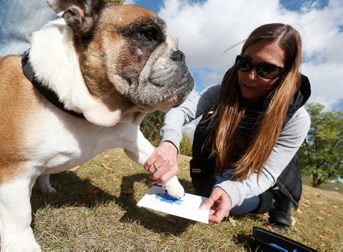 JOHN WOODS / WINNIPEG FREE PRESS
Ronni Harris makes a paw print of her bulldog Lil Buddy at The Bulldog Picnic at La Barriere Park Sunday, September 17, 2017. The annual event had about 50 bulldogs in attendance and included a picnic, paw prints, and a race called the Running of The Bulls.