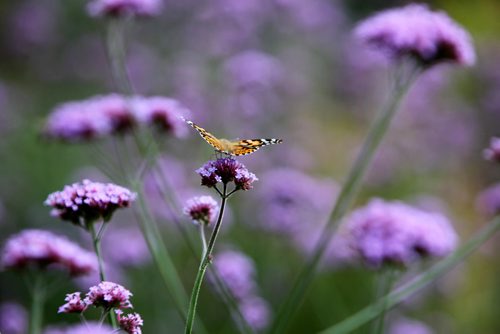 RUTH BONNEVILLE / WINNIPEG FREE PRESS

A butterfly lands on a flower in the English Garden at Assiniboine Park Zoo Monday.

SEPT 18, 2017
