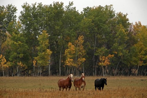 Brandon Sun  05102008 A trio of horses stand in a field northwest of Brandon against a backdrop of trees beginning to display fall colours on a rainy Sunday afternoon. (Tim Smith/Brandon Sun)