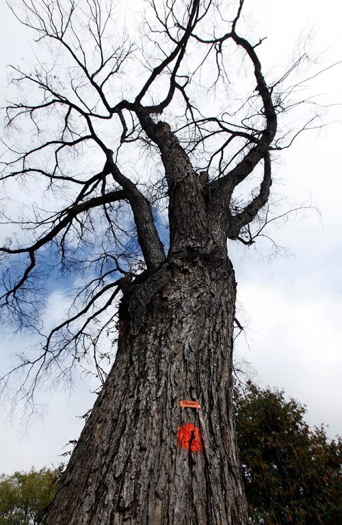 PHIL HOSSACK / WINNIPEG FREE PRESS  -  More Elm trees than ever are marked for "death", see story. A diseased and dying elm tree waits for the chain saw in Woseley. See story.  - September 25, 2017