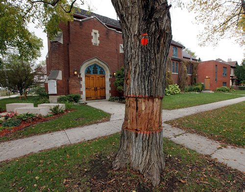 PHIL HOSSACK / WINNIPEG FREE PRESS  -  More Elm trees than ever are marked for "death", see story. A diseased and dying elm tree waits for the chain saw in Woseley. See story.  - September 25, 2017