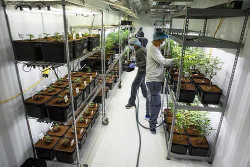MIKE DEAL / WINNIPEG FREE PRESS
Employees groom plants in one of the newly converted shipping containers that are being brought online for the production of medical marijuana at Delta 9 Bio-Tech in Winnipeg.
170921 - Thursday, September 21, 2017.
