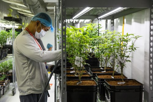 MIKE DEAL / WINNIPEG FREE PRESS
Employees groom plants in one of the newly converted shipping containers that are being brought online for the production of medical marijuana at Delta 9 Bio-Tech in Winnipeg.
170921 - Thursday, September 21, 2017.