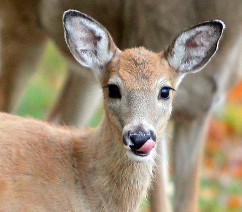 BORIS MINKEVICH / WINNIPEG FREE PRESS
Deer in Assiniboine Park weather standup. Sept. 27, 2017