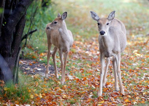 BORIS MINKEVICH / WINNIPEG FREE PRESS
Deer in Assiniboine Park weather standup. Sept. 27, 2017