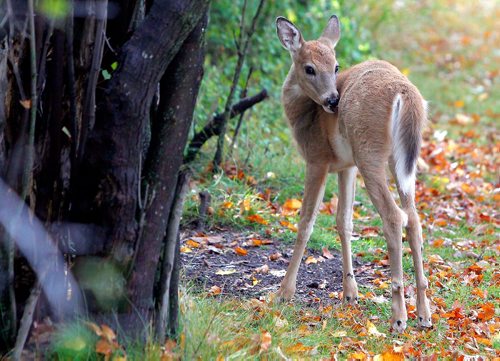 BORIS MINKEVICH / WINNIPEG FREE PRESS
Deer in Assiniboine Park weather standup. Sept. 27, 2017