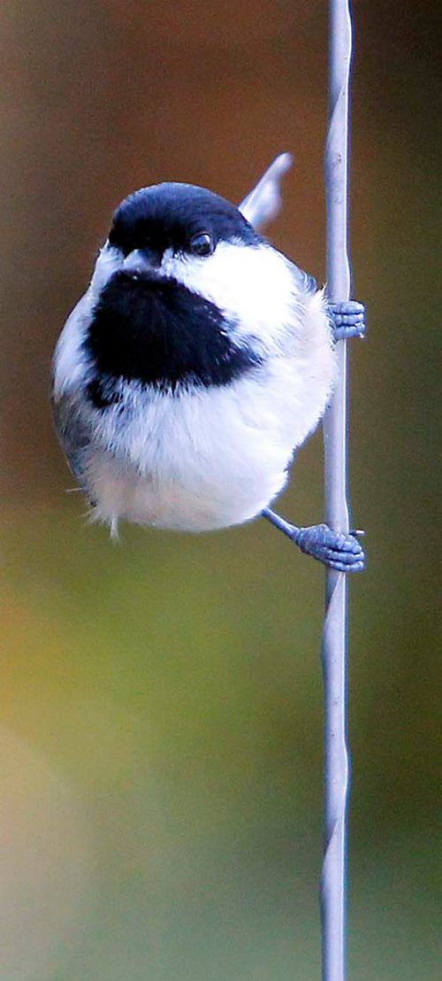 BORIS MINKEVICH / WINNIPEG FREE PRESS
A black-capped chickadee in Assiniboine Park weather standup. The birds are not shy and will land on your head or hand. FROM WIKI: The black-capped chickadee (Poecile atricapillus) is a small, nonmigratory, North American songbird that lives in deciduous and mixed forests. It is also the provincial bird of New Brunswick in Canada. It is well known for its capacity to lower its body temperature during cold winter nights as well as its good spatial memory to relocate the caches where it stores food, and its boldness near humans, sometimes feeding from the hand. Sept. 27, 2017