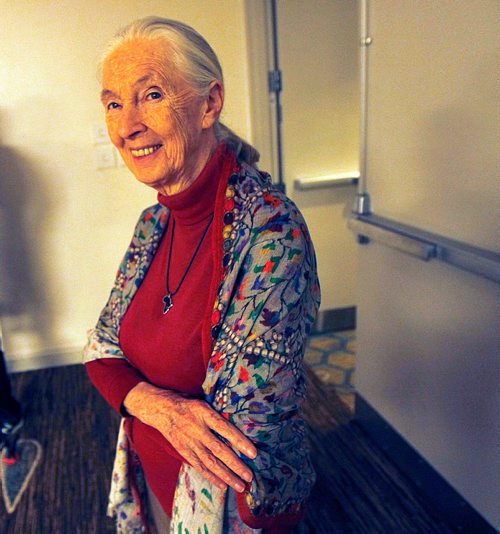 PHIL HOSSACK / WINNIPEG FREE PRESS  -  Dr Jane Goodall stops and looks as she's introduced at a workshop for school kids THursday afternoon. See story. - Sept 28, 2017