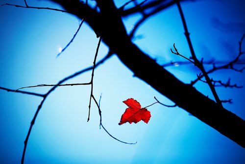 JOHN WOODS / WINNIPEG FREE PRESS
The last of the summer leaves cling to their branches as strong winds blew in Winnipeg Sunday, September 8, 2017.