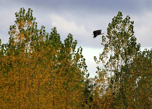 TREVOR HAGAN / WINNIPEG FREE PRESS
Eagle on highway 59, Monday, October 9, 2017.