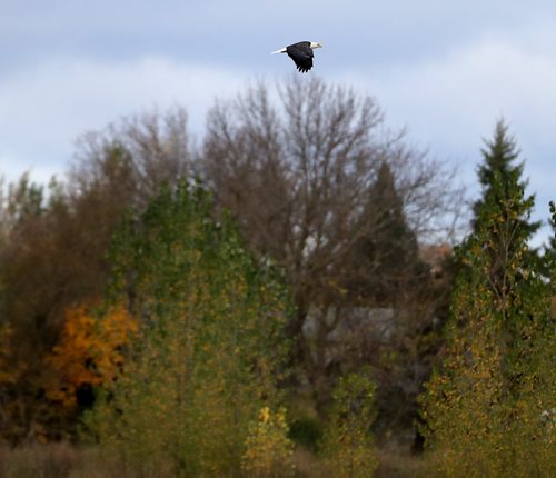 TREVOR HAGAN / WINNIPEG FREE PRESS
Eagle on highway 59, Monday, October 9, 2017.