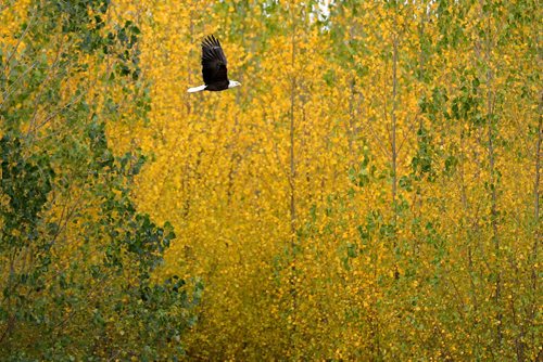 TREVOR HAGAN / WINNIPEG FREE PRESS
Eagle on highway 59, Monday, October 9, 2017.