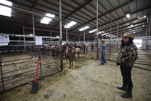 RUTH BONNEVILLE / WINNIPEG FREE PRESS

Photo of Rhonda Snow with her rare ponies in holding area at auction house just before they are taken to be auctioned off.   Story is  about Rhonda Snow, a farmer from Fort Frances who has about 50 small horses that are an endangered breed known as Ojibway ponies.  She took half of  them to the Grunthal Livestock Auction Mart on Saturday to sell the horses and ponies to cover her financial responsiblities as part of a divorce settlement.   

The Ojibway ponies, which once roamed the wilds from Fort Frances to Minnesota, are now rare because of technological changes in agriculture that left them less relevant.  There are said to be  fewer than 50 breeding Ojibway ponies alive in the world.
 
See Bill Redekop story.  
Oct 14,, 2017