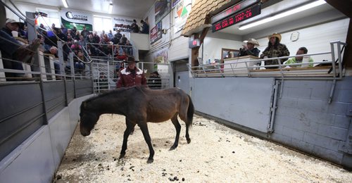 RUTH BONNEVILLE / WINNIPEG FREE PRESS

Photo of Fort Frances farmer, Rhonda Snow, describing each of her rare ponies to potential buyers next to auctioneer at Grunthal Livestock Auction Mart on Saturday with a standing-room only crowd. 

   Story is  about Rhonda Snow, a farmer from Fort Frances who has about 50 small horses that are an endangered breed known as Ojibway ponies.  She took half of  them to the Grunthal Livestock Auction Mart on Saturday to sell the horses and ponies to cover her financial responsiblities as part of a divorce settlement.   

The Ojibway ponies, which once roamed the wilds from Fort Frances to Minnesota, are now rare because of technological changes in agriculture that left them less relevant.  There are said to be  fewer than 50 breeding Ojibway ponies alive in the world.
 
See Bill Redekop story.  
Oct 14,, 2017