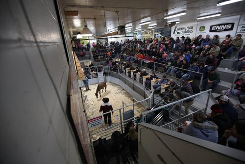 RUTH BONNEVILLE / WINNIPEG FREE PRESS

Photo of one of Rhonda Snow's rare ponies being auctioned off  at Grunthal Livestock Auction Mart on Saturday with a standing-room only crowd. 

 Story is  about Rhonda Snow, a farmer from Fort Frances who has about 50 small horses that are an endangered breed known as Ojibway ponies.  She took half of  them to the Grunthal Livestock Auction Mart on Saturday to sell the horses and ponies to cover her financial responsiblities as part of a divorce settlement.   

The Ojibway ponies, which once roamed the wilds from Fort Frances to Minnesota, are now rare because of technological changes in agriculture that left them less relevant.  There are said to be  fewer than 50 breeding Ojibway ponies alive in the world.
 
See Bill Redekop story.  
Oct 14,, 2017