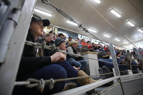 RUTH BONNEVILLE / WINNIPEG FREE PRESS

Photo of a crowded auction house at Grunthal Livestock Auction Mart Saturday where potential buyers and locals filled the seats with standing-room only left during auction of Rhonda Snow's rare Ojibway ponies  on Saturday.

 Story is  about Rhonda Snow, a farmer from Fort Frances who has about 50 small horses that are an endangered breed known as Ojibway ponies.  She took half of  them to the Grunthal Livestock Auction Mart on Saturday to sell the horses and ponies to cover her financial responsiblities as part of a divorce settlement.   

The Ojibway ponies, which once roamed the wilds from Fort Frances to Minnesota, are now rare because of technological changes in agriculture that left them less relevant.  There are said to be  fewer than 50 breeding Ojibway ponies alive in the world.
 
See Bill Redekop story.  
Oct 14,, 2017