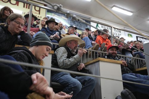 RUTH BONNEVILLE / WINNIPEG FREE PRESS

Photo of a crowded auction house at Grunthal Livestock Auction Mart Saturday where potential buyers and locals filled the seats with standing-room only left during auction of Rhonda Snow's rare Ojibway ponies  on Saturday.

 Story is  about Rhonda Snow, a farmer from Fort Frances who has about 50 small horses that are an endangered breed known as Ojibway ponies.  She took half of  them to the Grunthal Livestock Auction Mart on Saturday to sell the horses and ponies to cover her financial responsiblities as part of a divorce settlement.   

The Ojibway ponies, which once roamed the wilds from Fort Frances to Minnesota, are now rare because of technological changes in agriculture that left them less relevant.  There are said to be  fewer than 50 breeding Ojibway ponies alive in the world.
 
See Bill Redekop story.  
Oct 14,, 2017
