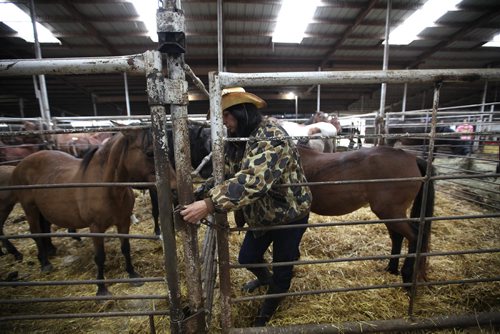 RUTH BONNEVILLE / WINNIPEG FREE PRESS

Photo of Rhonda Snow with her rare ponies in holding area at auction house.    Story is  about Rhonda Snow, a farmer from Fort Frances who has about 50 small horses that are an endangered breed known as Ojibway ponies.  She took half of  them to the Grunthal Livestock Auction Mart on Saturday to sell the horses and ponies to cover her financial responsiblities as part of a divorce settlement.   

The Ojibway ponies, which once roamed the wilds from Fort Frances to Minnesota, are now rare because of technological changes in agriculture that left them less relevant.  There are said to be  fewer than 50 breeding Ojibway ponies alive in the world.
 
See Bill Redekop story.  
Oct 14,, 2017
