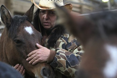 RUTH BONNEVILLE / WINNIPEG FREE PRESS

Rhonda Snow a farmer from Fort Frances Ontario holds back tears as she says goodbye to half of her rare endangered breed of small horses known as Ojibway ponies at the Grunthal Livestock Auction Mart on Saturday.  Snow was told to sell the horses and ponies to cover her financial responsiblities as part of the divorce. 

The Ojibway ponies, which once roamed the wilds from Fort Frances to Minnesota, are now rare because of technological changes in agriculture that left them less relevant.  There are said to be  fewer than 50 breeding Ojibway ponies alive in the world.
 
See Bill Redekop story.  
Oct 14,, 2017