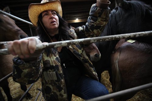 RUTH BONNEVILLE / WINNIPEG FREE PRESS

Photo of Rhonda Snow climbing out of a holding area with her rare ponies at auction house.    Story is  about Rhonda Snow, a farmer from Fort Frances who has about 50 small horses that are an endangered breed known as Ojibway ponies.  She took half of  them to the Grunthal Livestock Auction Mart on Saturday to sell the horses and ponies to cover her financial responsiblities as part of a divorce settlement.   

The Ojibway ponies, which once roamed the wilds from Fort Frances to Minnesota, are now rare because of technological changes in agriculture that left them less relevant.  There are said to be  fewer than 50 breeding Ojibway ponies alive in the world.
 
See Bill Redekop story.  
Oct 14,, 2017