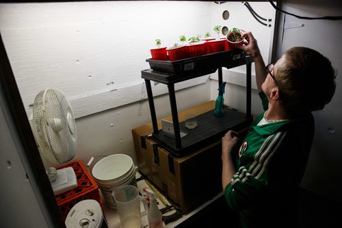 MIKE DEAL / WINNIPEG FREE PRESS
Steven Stairs a local cannabis advocate in his home. Steven has a license to grow medical marijuana for himself.
171016 - Monday, October 16, 2017.