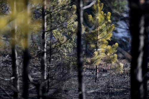 TREVOR HAGAN / WINNIPEG FREE PRESS
Firefighters at the scene of a forest fire east of Highway 59 and south of Highway 11, Wednesday, October 18, 2017.
