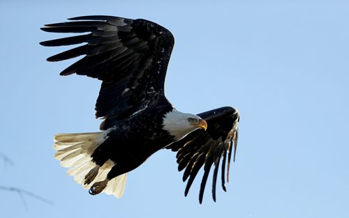 TREVOR HAGAN / WINNIPEG FREE PRESS
Bald Eagle near Highway 59 near Beaconia, Wednesday, October 18, 2017.