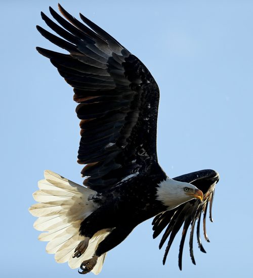 TREVOR HAGAN / WINNIPEG FREE PRESS
Bald Eagle near Highway 59 near Beaconia, Wednesday, October 18, 2017.