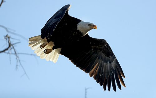 TREVOR HAGAN / WINNIPEG FREE PRESS
Bald Eagle near Highway 59 near Beaconia, Wednesday, October 18, 2017.