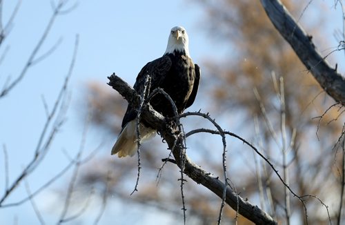 TREVOR HAGAN / WINNIPEG FREE PRESS
Bald Eagle near Highway 59 near Beaconia, Wednesday, October 18, 2017.