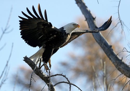 TREVOR HAGAN / WINNIPEG FREE PRESS
Bald Eagle near Highway 59 near Beaconia, Wednesday, October 18, 2017.