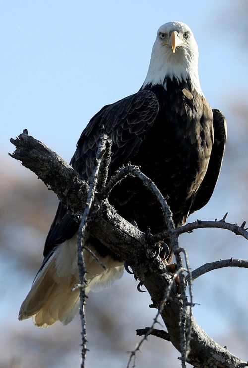 TREVOR HAGAN / WINNIPEG FREE PRESS
Bald Eagle near Highway 59 near Beaconia, Wednesday, October 18, 2017.