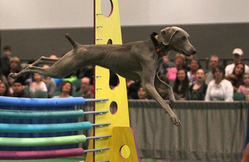 RUTH BONNEVILLE / WINNIPEG FREE PRESS

"Zobbie" a pure bred weimaraner dog wins the agility contest for high jump  at the Winnipeg Pet Show at the Convention Centre Saturday.

Standup photo 
 
Oct 21,, 2017